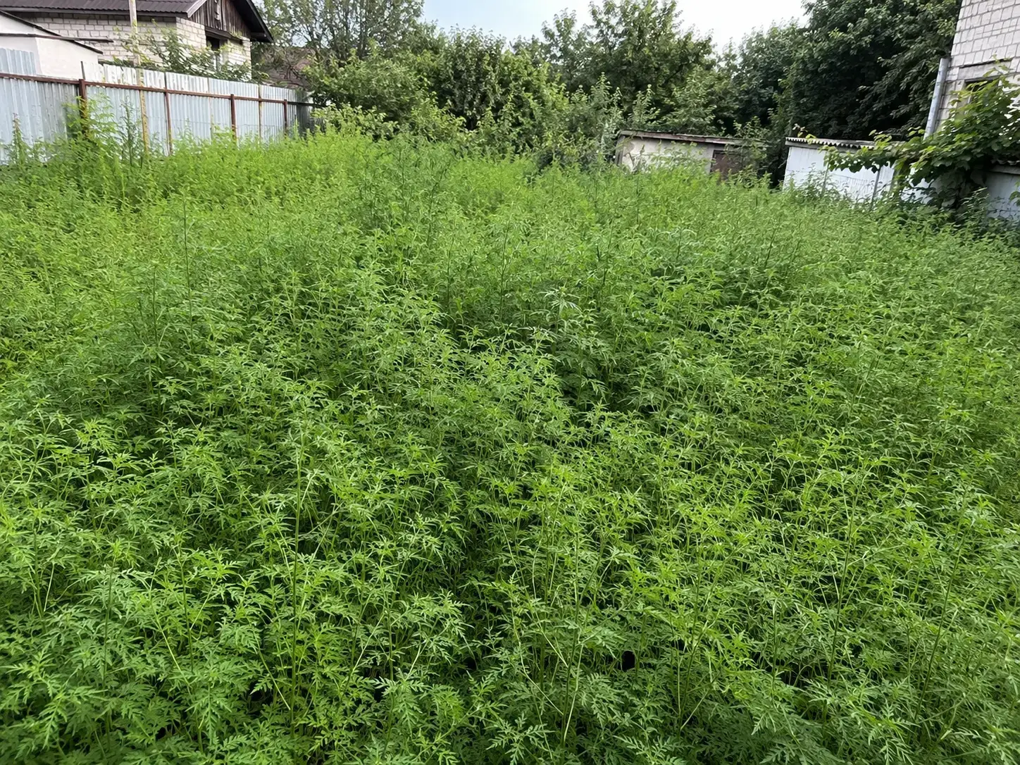 До обробки